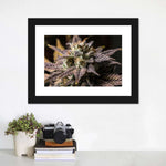 Marijuana In Winter Wall Art
