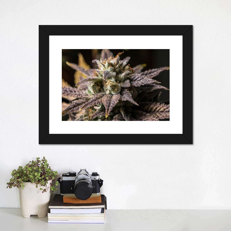 Marijuana In Winter Wall Art