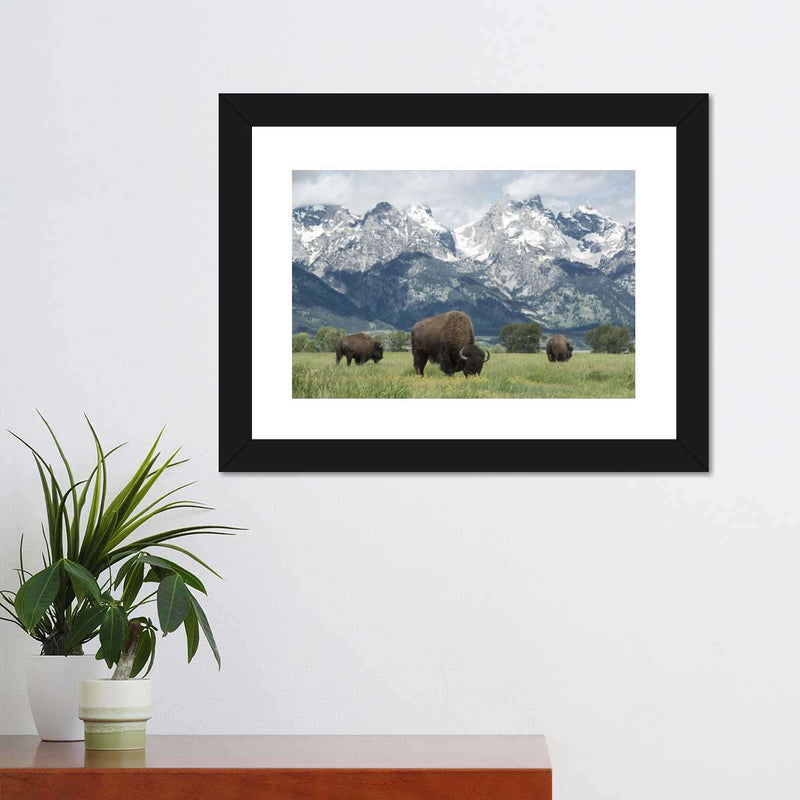 Grazing Teton Bison Wall Art