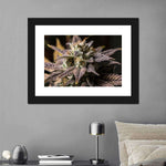Marijuana In Winter Wall Art
