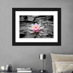 Lotus Flower Wall Art