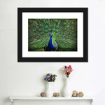 Peacock Feathers Wall Art