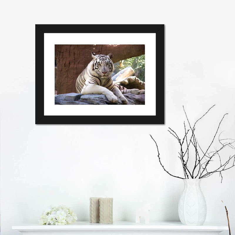 Resting White Tiger Wall Art