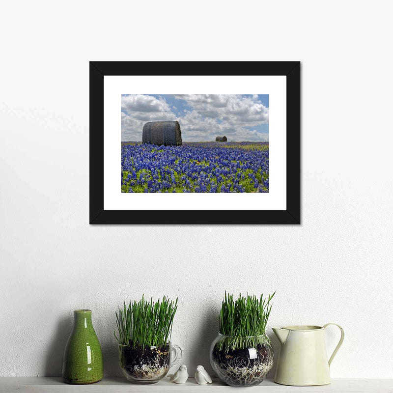 Texas Bluebonnets Wall Art