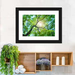 Tree Canopy Sunshine Wall Art