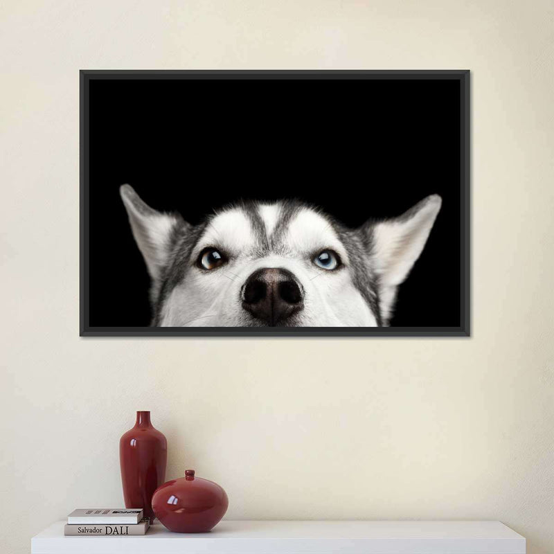 Peeking Siberian Husky Wall Art
