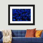 Royal Blue Roses Wall Art