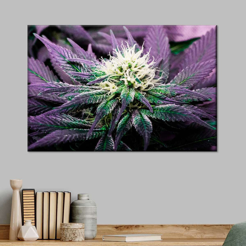 Rare Cannabis Plant Wall Art