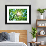 Tree Canopy Sunshine Wall Art