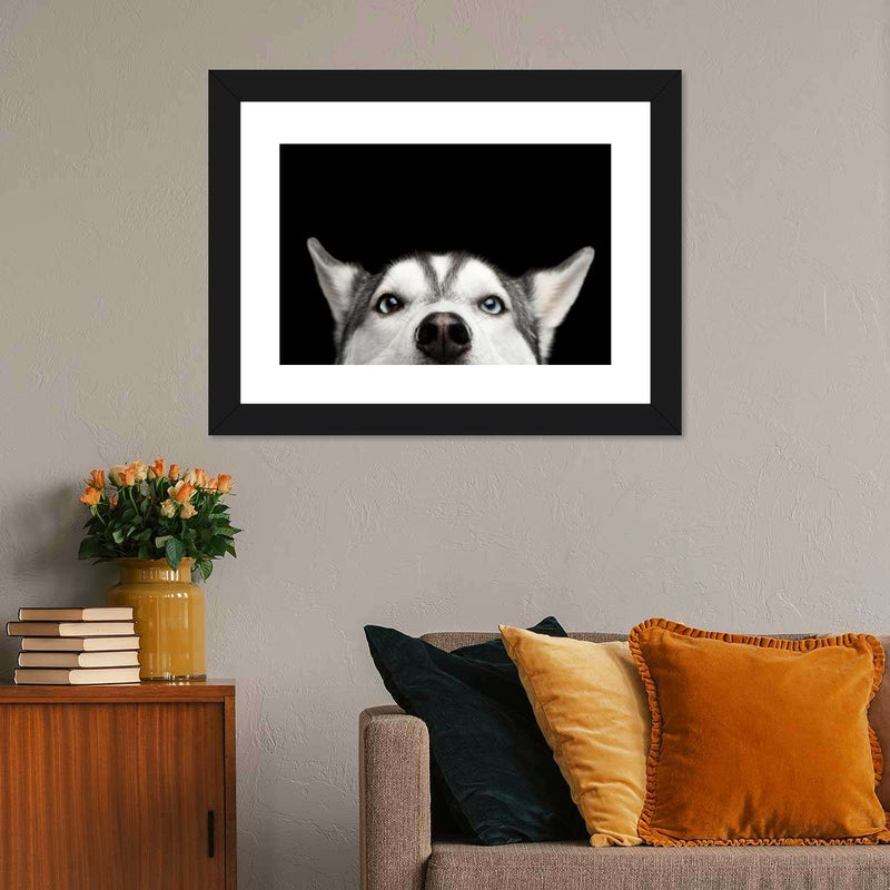 Peeking Siberian Husky Wall Art