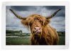 Silly Highland Cow Wall Art