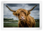 Silly Highland Cow Wall Art
