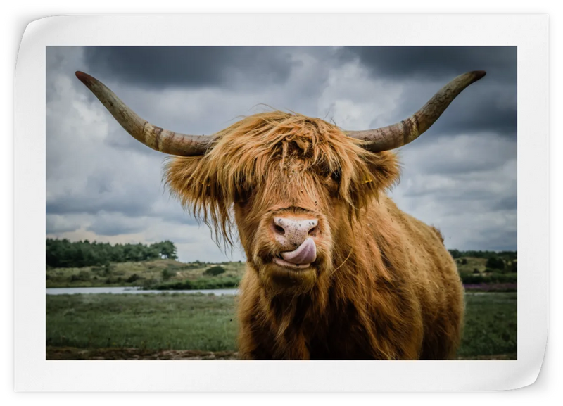 Silly Highland Cow Wall Art