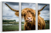 Silly Highland Cow Wall Art