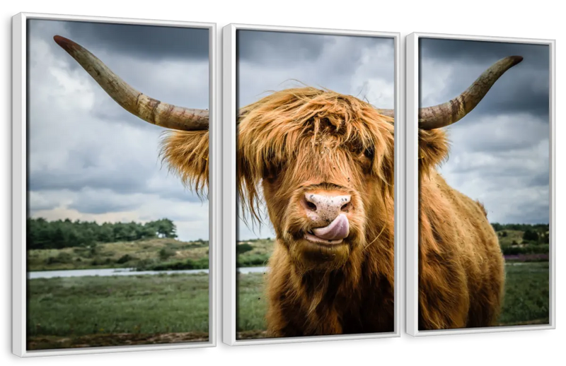 Silly Highland Cow Wall Art
