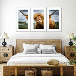 Silly Highland Cow Wall Art
