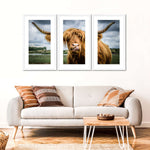 Silly Highland Cow Wall Art