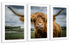 Silly Highland Cow Wall Art