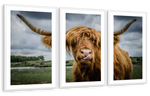 Silly Highland Cow Wall Art