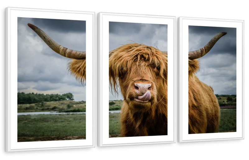 Silly Highland Cow Wall Art