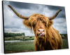 Silly Highland Cow Wall Art