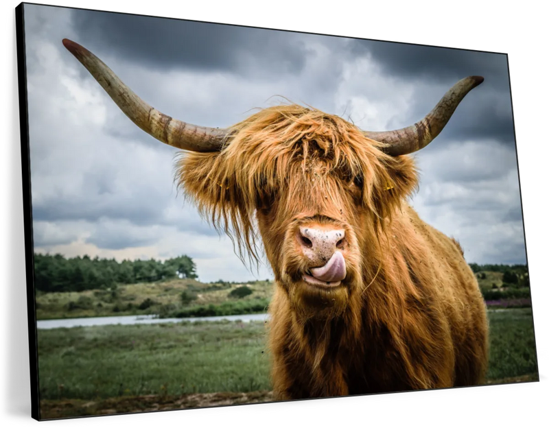 Silly Highland Cow Wall Art