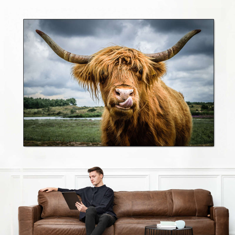 Silly Highland Cow Wall Art