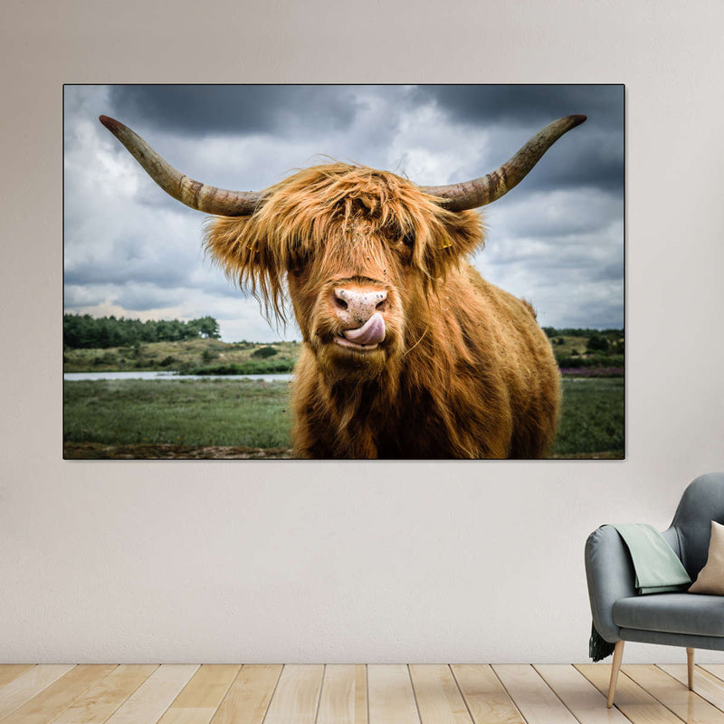 Silly Highland Cow Wall Art