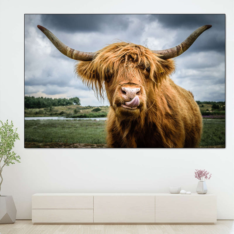 Silly Highland Cow Wall Art