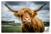 Silly Highland Cow Wall Art