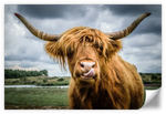 Silly Highland Cow Wall Art