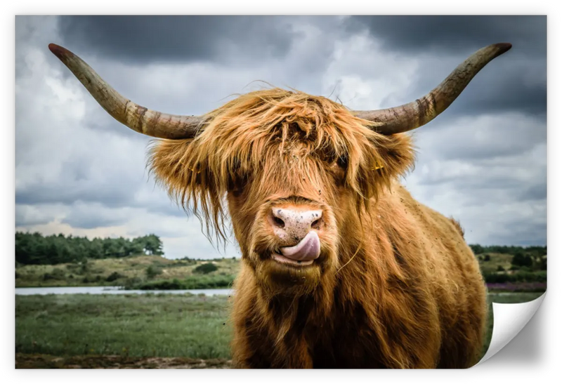 Silly Highland Cow Wall Art