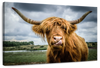 Silly Highland Cow Wall Art