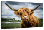 Silly Highland Cow Wall Art
