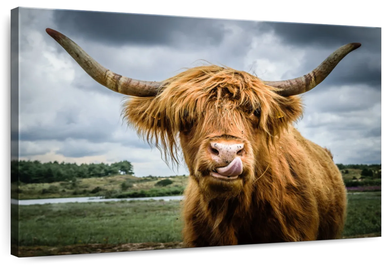 Silly Highland Cow Wall Art