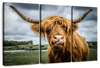 Silly Highland Cow Wall Art