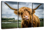 Silly Highland Cow Wall Art