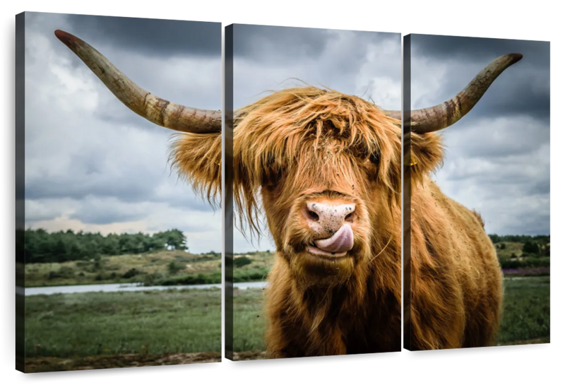 Silly Highland Cow Wall Art