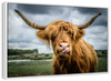 Silly Highland Cow Wall Art
