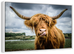 Silly Highland Cow Wall Art