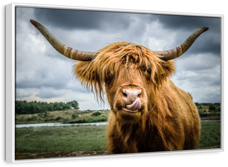 Silly Highland Cow Wall Art