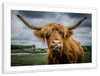 Silly Highland Cow Wall Art