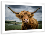Silly Highland Cow Wall Art