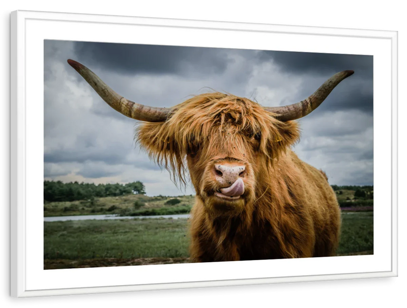 Silly Highland Cow Wall Art