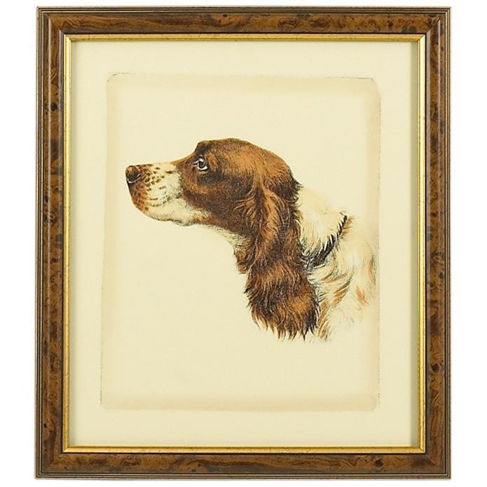 Danchin Brittany Spaniel Hand Colored Print - LOVECUP