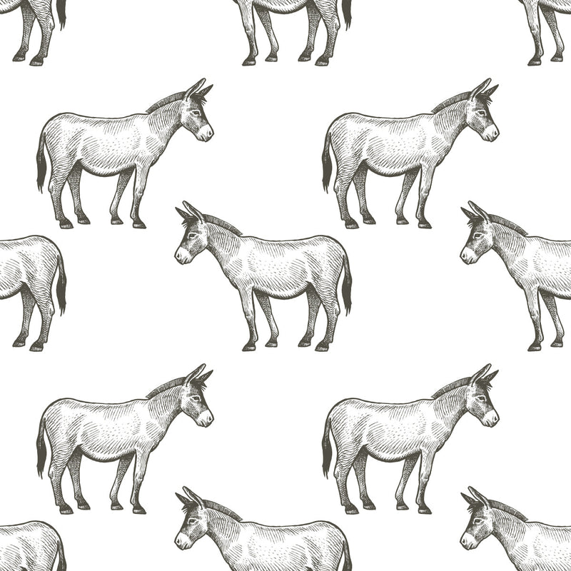Donkeys Kids Wallpaper