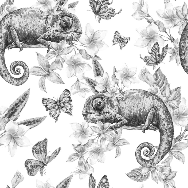 Chameleon on White Background Wallpaper