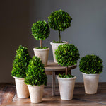 Lovecup Collection of Boxwood Topiaries, Set of 6 L076