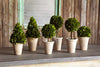 Lovecup Collection of Boxwood Topiaries, Set of 6 L076