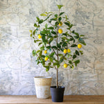 Lovecup Lemon Tree in Plastic Pot L702